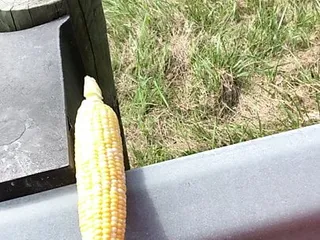 Corn Fucking 