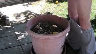 Pissing In Planter 2