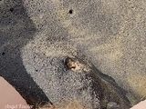 Thumbnail of Girl Pissing on the Sea Beach