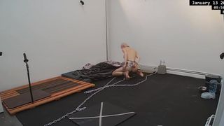 Object Slave Greyhound in her new home