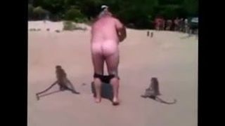 macacos abaixando a cueca do coroa