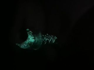 Using my glow in the dark dildo