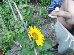 Outdoor guy pollinates a sunflower