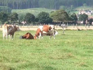 Countryside, HD Videos, Cocks, Deutschland