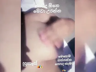 Sri Lankan Pussy, Big Women Tit, Sinhala, Sri Lankan Girls