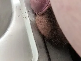 Chubby cub pissing in the sink
